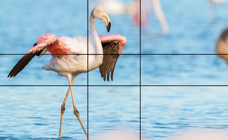 flamingo goldener schnitt in der natur